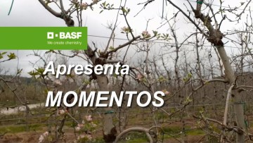MOMENTOS BASF 