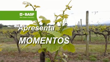 MOMENTOS BASF 