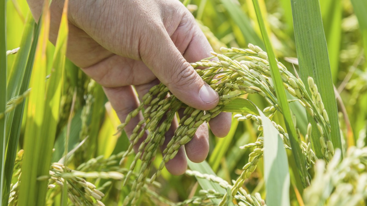 Seltima® é um fungicida BASF para o tratamento de piriculariose e helmintosporiose na cultura do arroz.