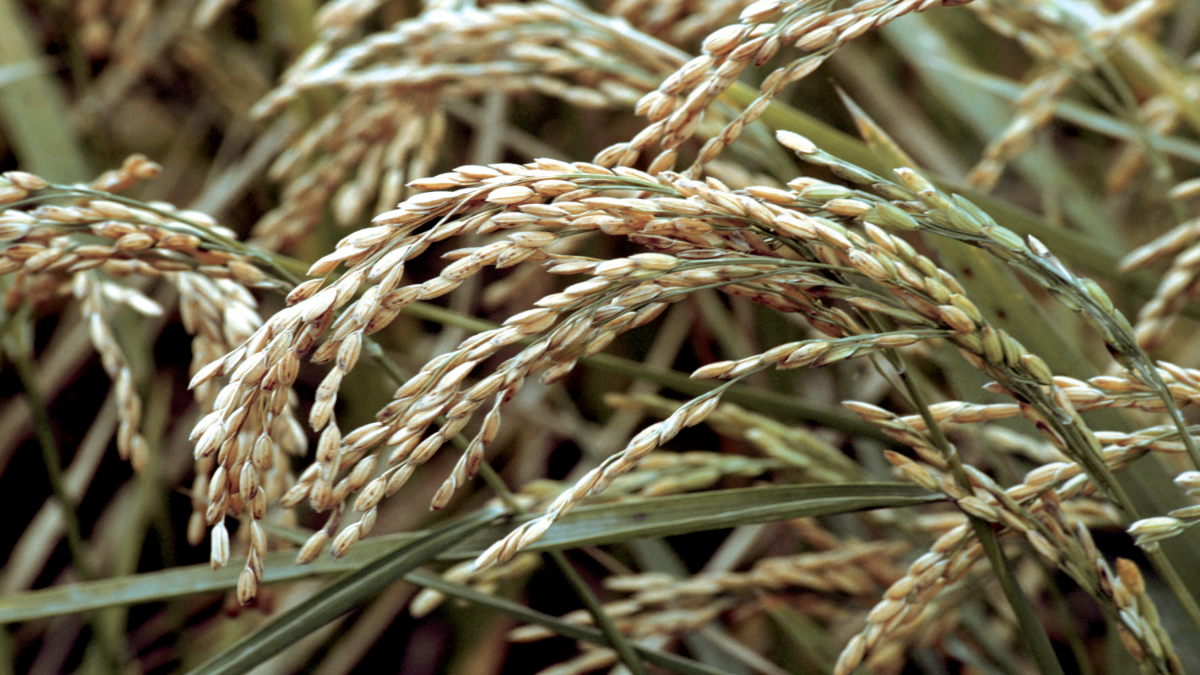 Beyond® Plus, herbicida BASF que integra tecnologia Clearfield, para o controlo de arroz bravo e outras infestantes prejudiciais à cultura do arroz.