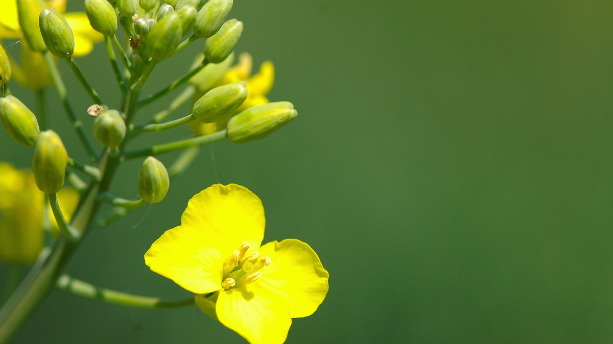 Cleranda® é um herbicida para o controlo de dicotiledóneas e gramíneas em colza clearfield.