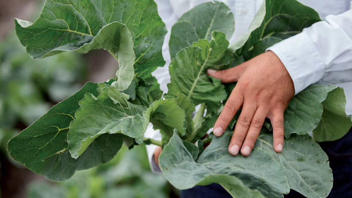 Alverde, inseticida para o tratamento de lagartas, nóctuas e traça da couve na couve-flor