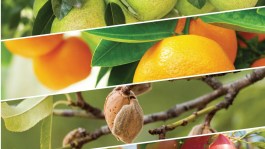 Fruticultura