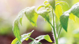 Horticultura
