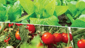 Soluções BASF para horticultura em 2021 