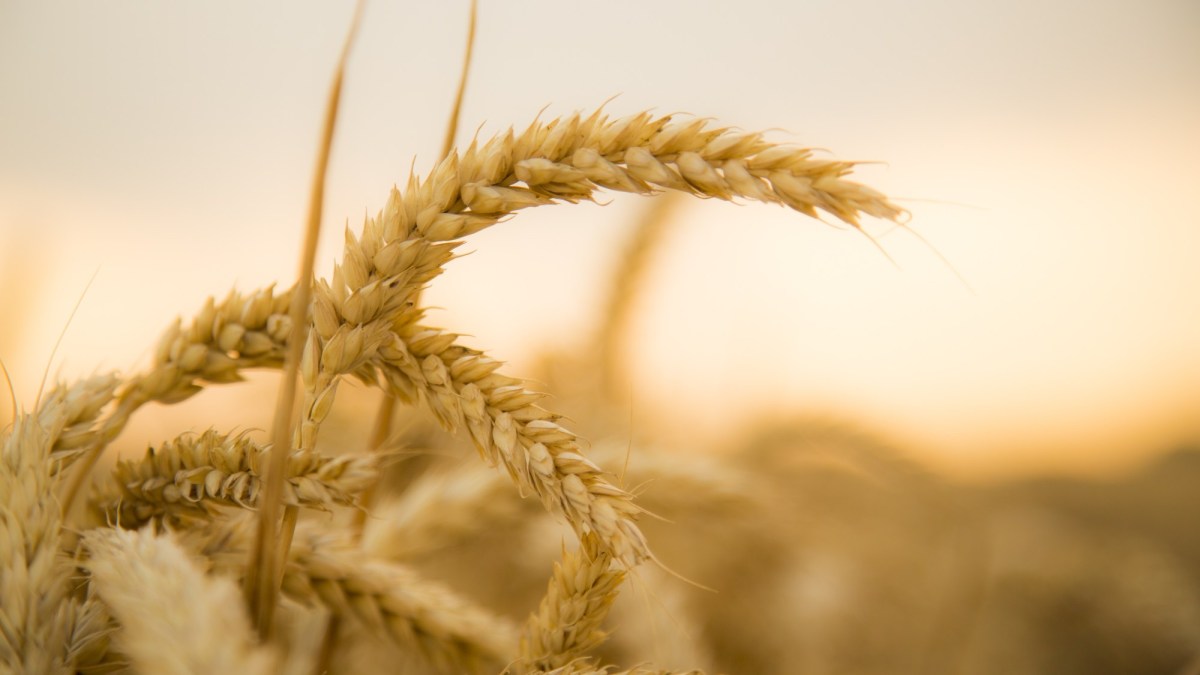 Systiva® é um fungicida para tratamento de sementes e controlo de doenças foliares em cereais.