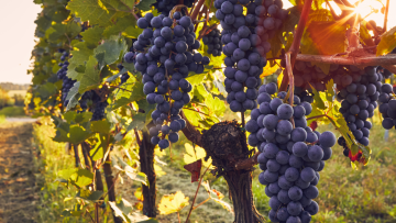 Vinha (uva de vinho)