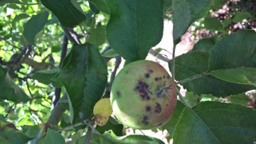 Sintomas nos frutos Pedrado da macieira