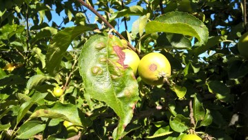 Sintomas de pedrado da macieira nas folhas e frutos
