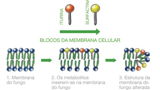 Serifel, o fungicida biológico para uma proteção equilibrada das culturas