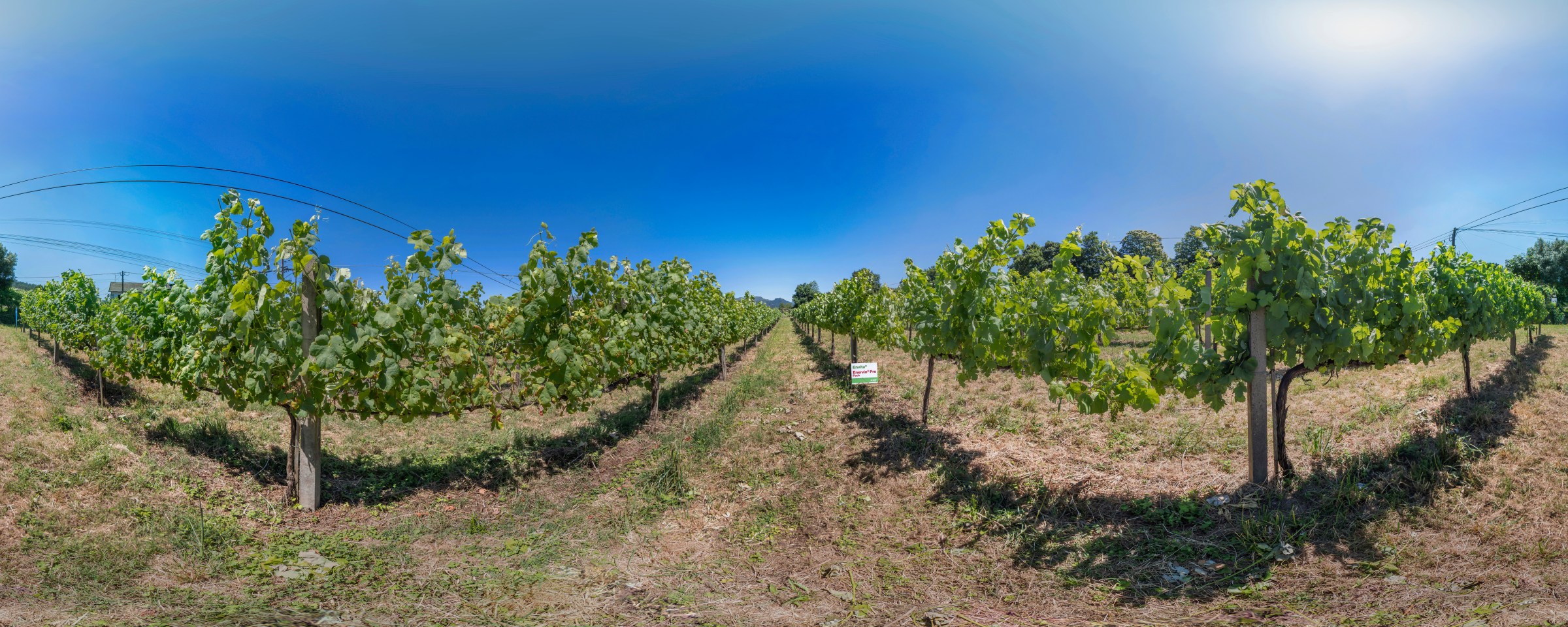 BASF 360º TOUR - Míldio na Vinha