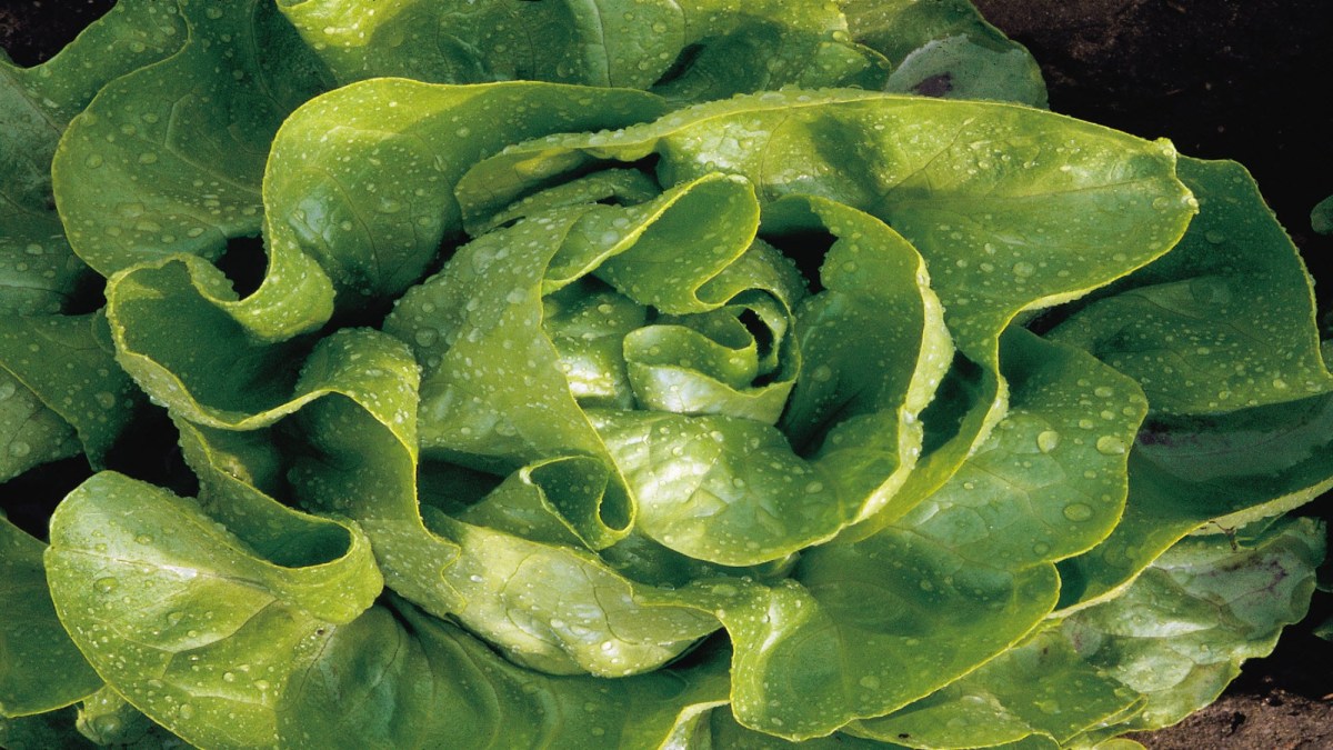 Scala® é um fungicida para o tratamento de podridão cinzenta, queima das folhas, alternaria e pedrado em hortícolas e vinha.
