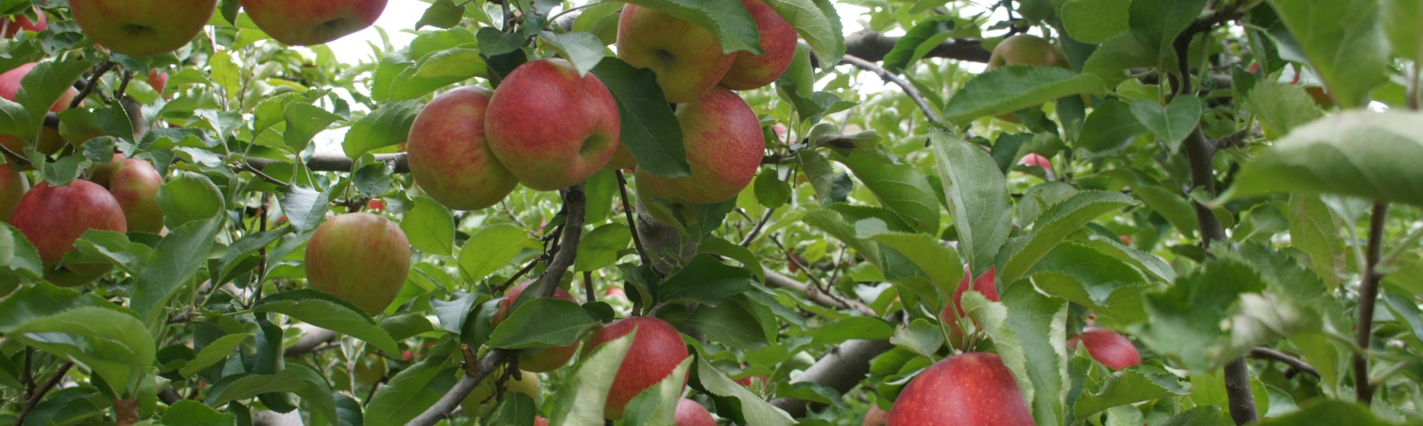 Aviso Legal | BASF Agro Portugal