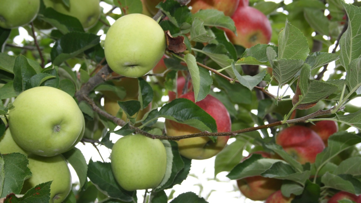 Bellis, fungicida para o tratamento de doenças de conservação na macieira