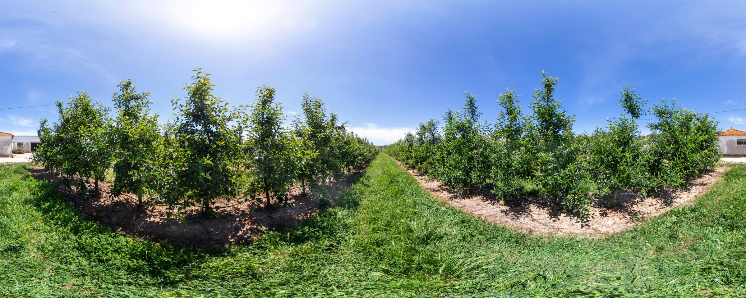 Pedrado da macieira BASF 360 tour