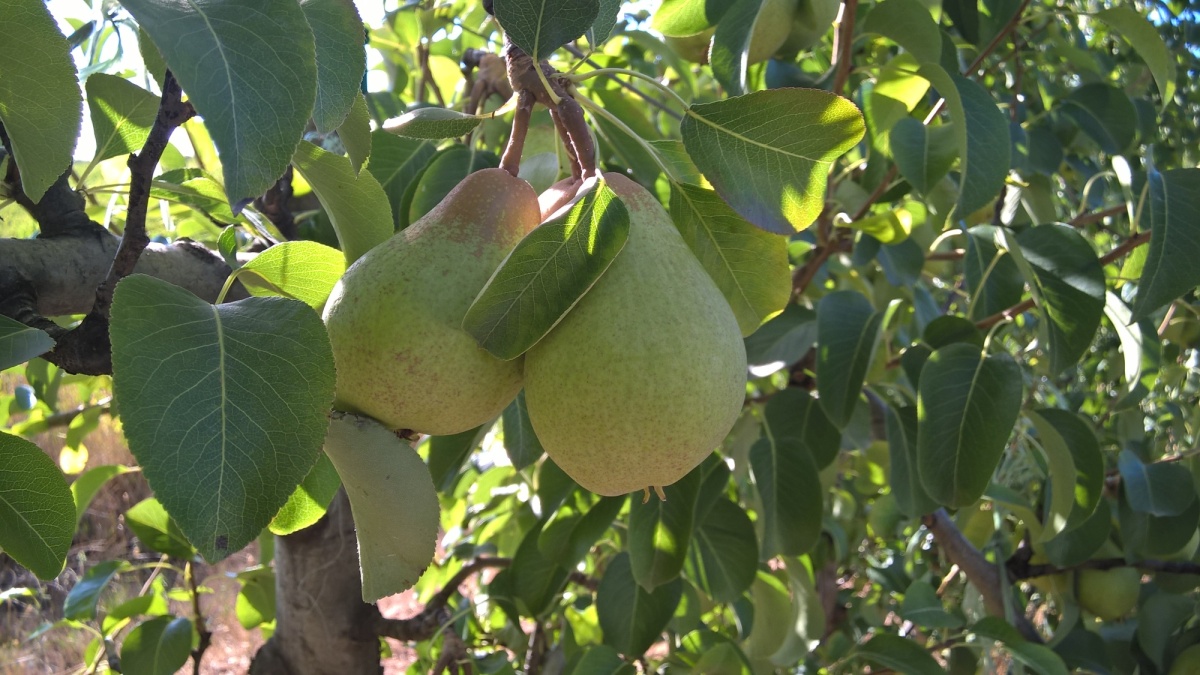 Scala® é um fungicida para o tratamento de podridão cinzenta, queima das folhas, alternaria e pedrado em hortícolas e vinha.