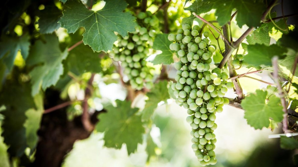 Soriale® é um fungicida para o tratamento de míldio na vinha.