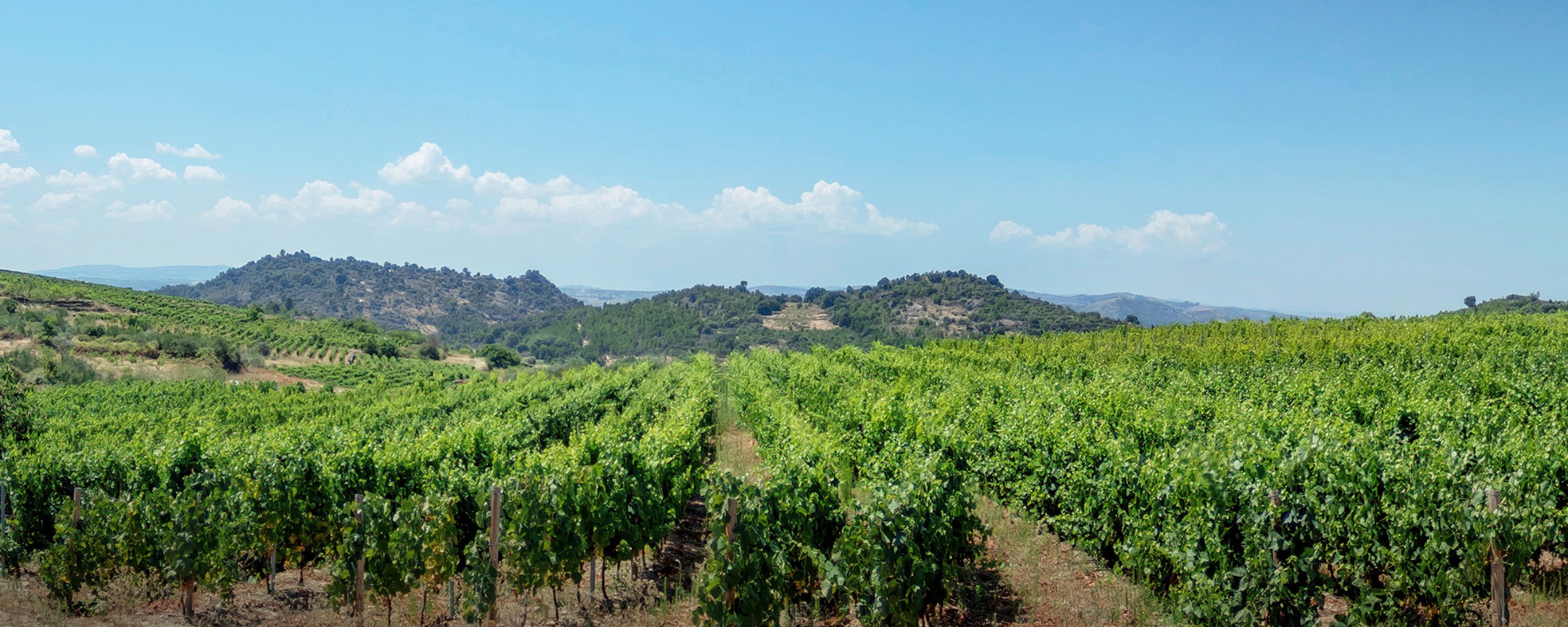 BASF 360º TOUR - Oídio na Vinha
