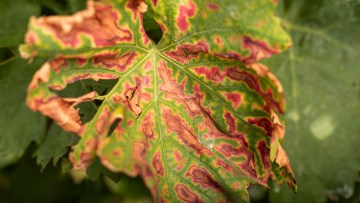 Sintomas das Doenças do Lenho da Videira (DLV) nas folhas