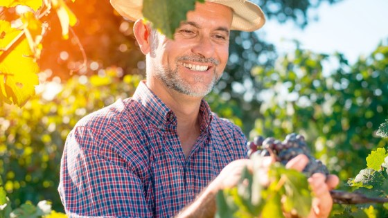  Benefícios para viticultores